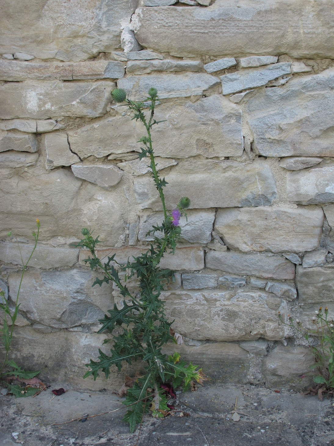cardo selvatico
